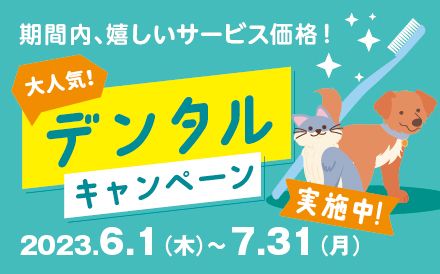 大人気！デンタルキャンペーン実施中！